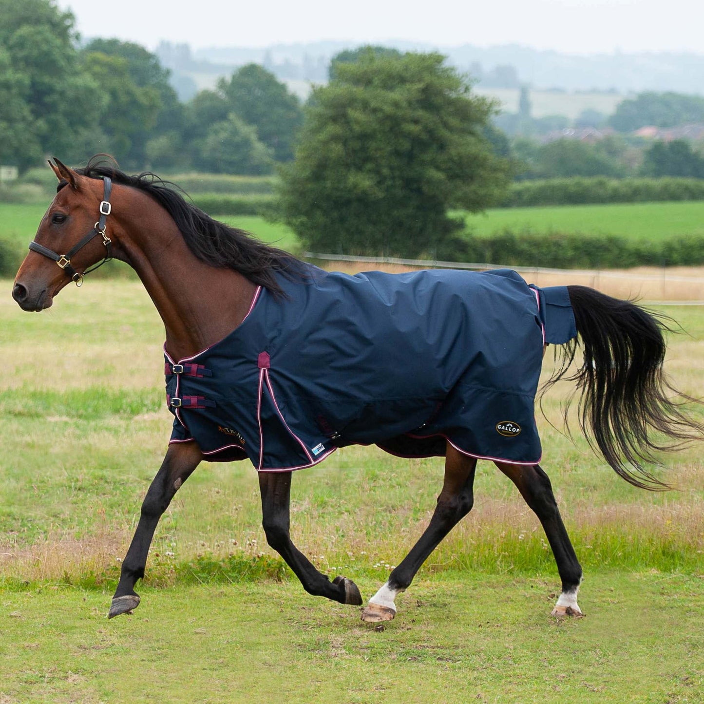 NEW TROJAN Duraproof 50g 5-Point Standard Neck Turnout