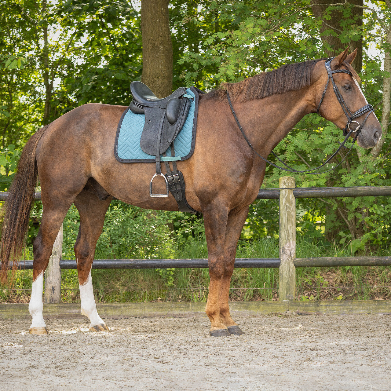 Dressage Saddle Pad - Micah