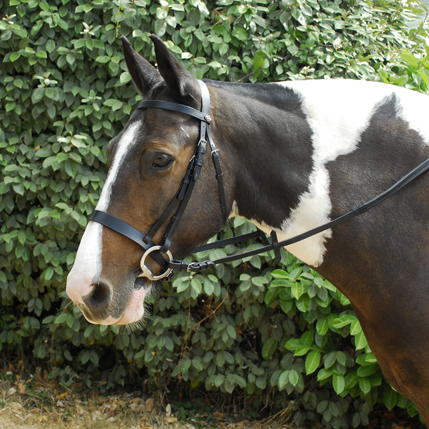 Hunter Bridle With Wide Cavesson Noseband - Black