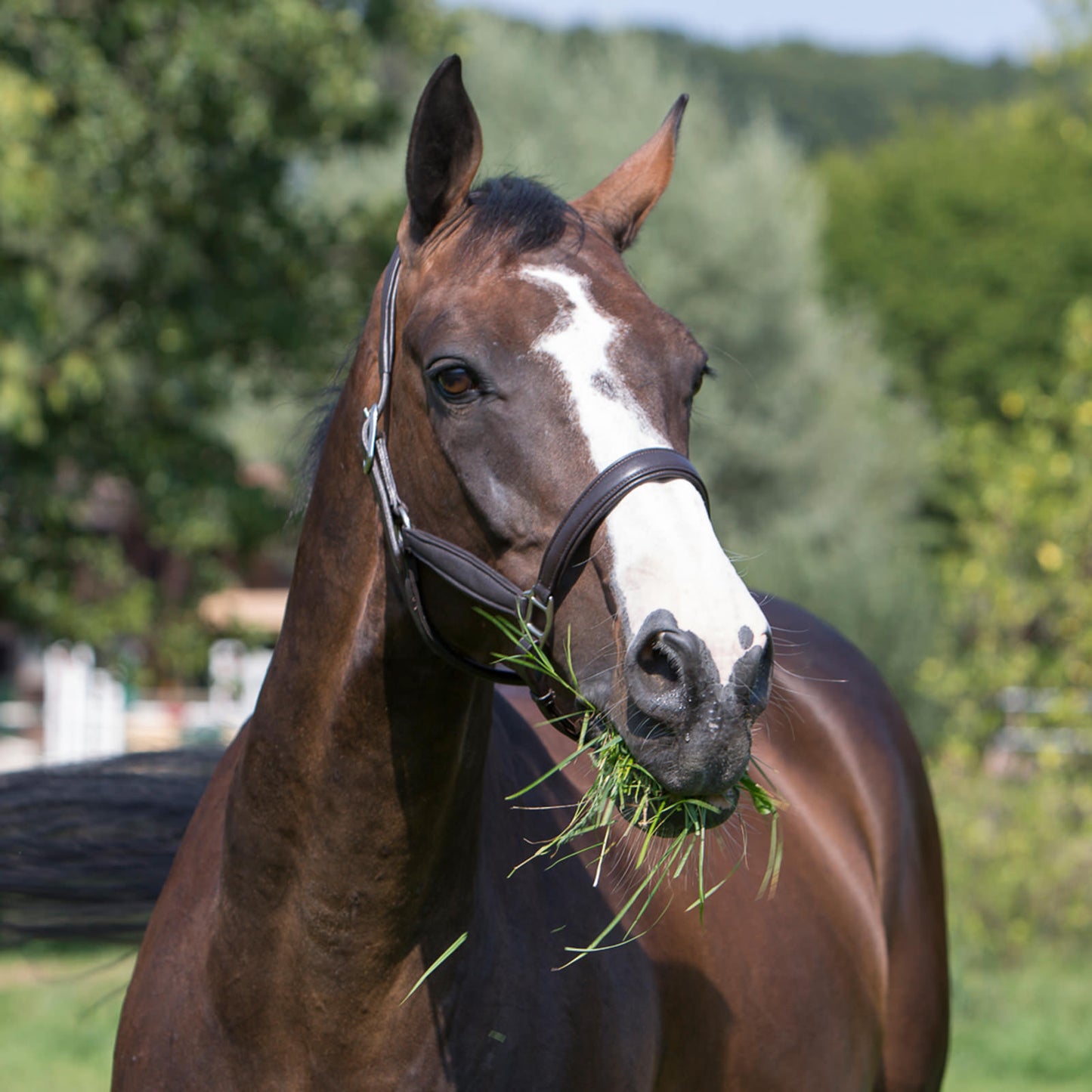 Kieffer Ultrasoft® Headcollar